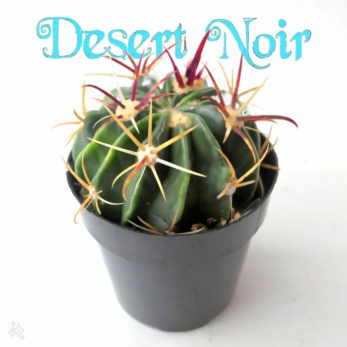 Devils Tongue Barrel Cactus, Ferocactus latispinus, fish hook cactus,  barrel cactus, cactus, succulent, live plant