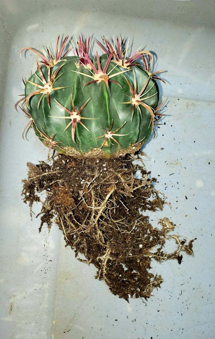 Devils Tongue Barrel Cactus, Ferocactus latispinus, fish hook cactus,  barrel cactus, cactus, succulent, live plant