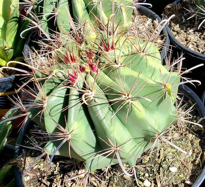 Devils Tongue Barrel Cactus, Ferocactus latispinus, fish hook cactus,  barrel cactus, cactus, succulent, live plant
