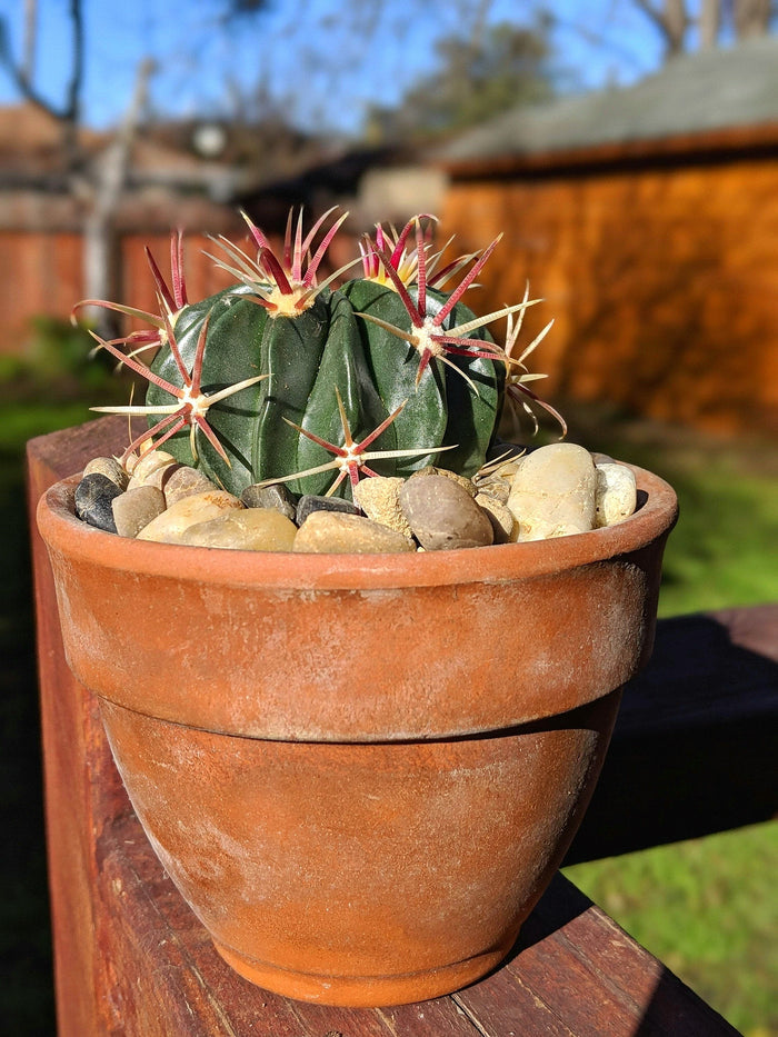 Devils Tongue Barrel Cactus, Ferocactus latispinus, fish hook cactus,  barrel cactus, cactus, succulent, live plant