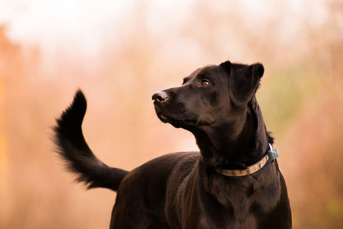 Dog ID Band