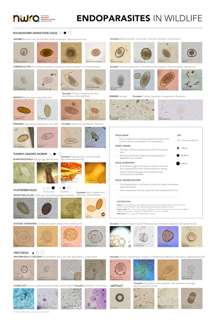Endoparasites in Wildlife Poster