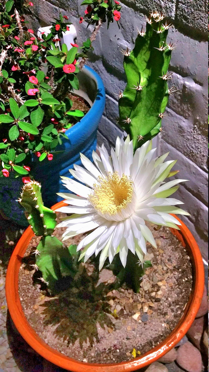 Epiphyllum, Orchid Cactus, RARE, Moon Bloom, cactus flower, cactus, succulent