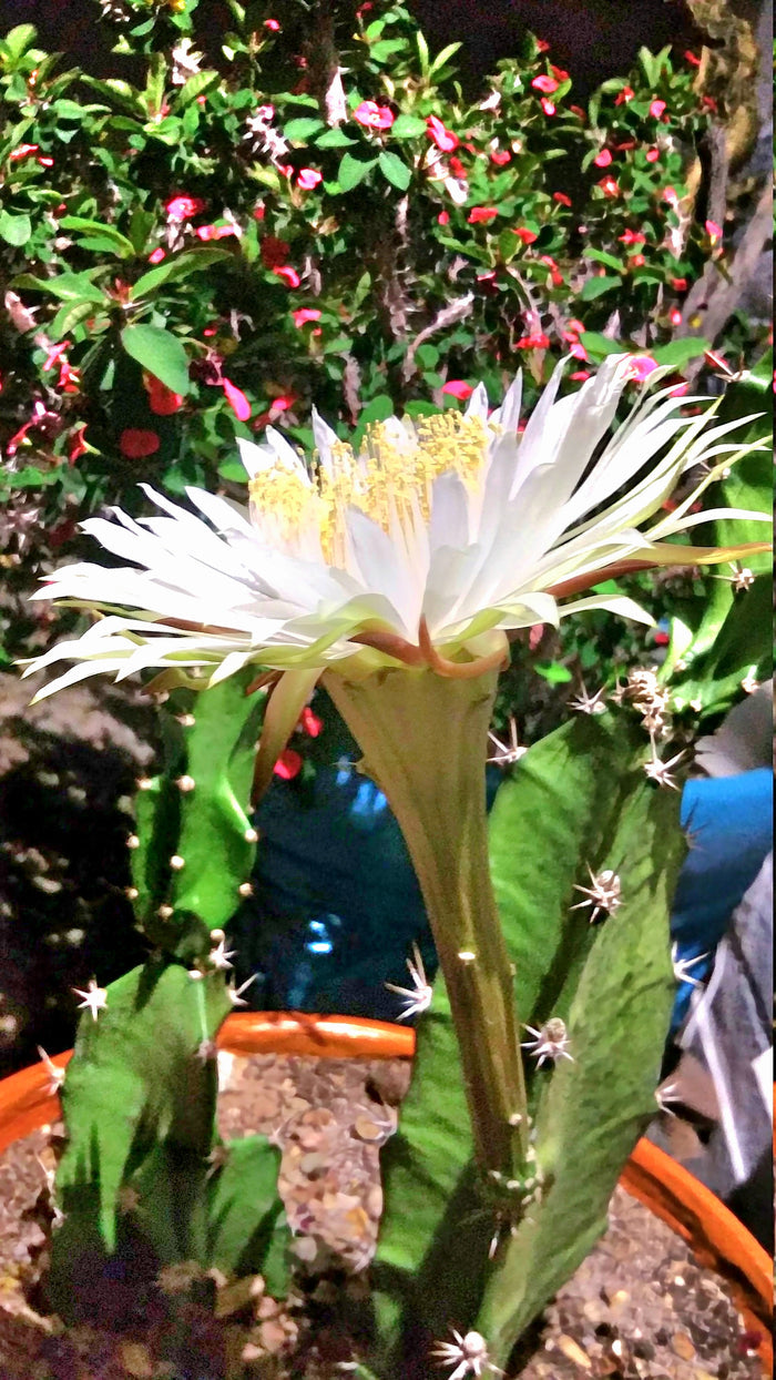 Epiphyllum, Orchid Cactus, RARE, Moon Bloom, cactus flower, cactus, succulent