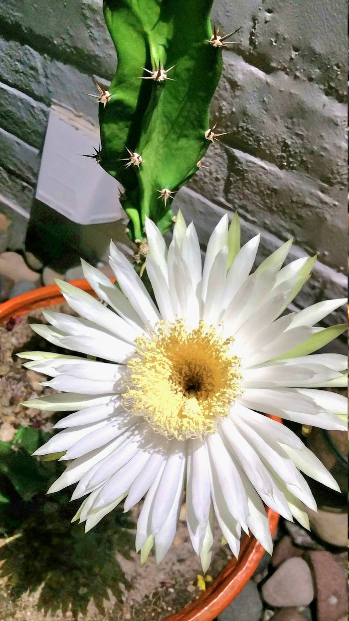 Epiphyllum, Orchid Cactus, RARE, Moon Bloom, cactus flower, cactus, succulent