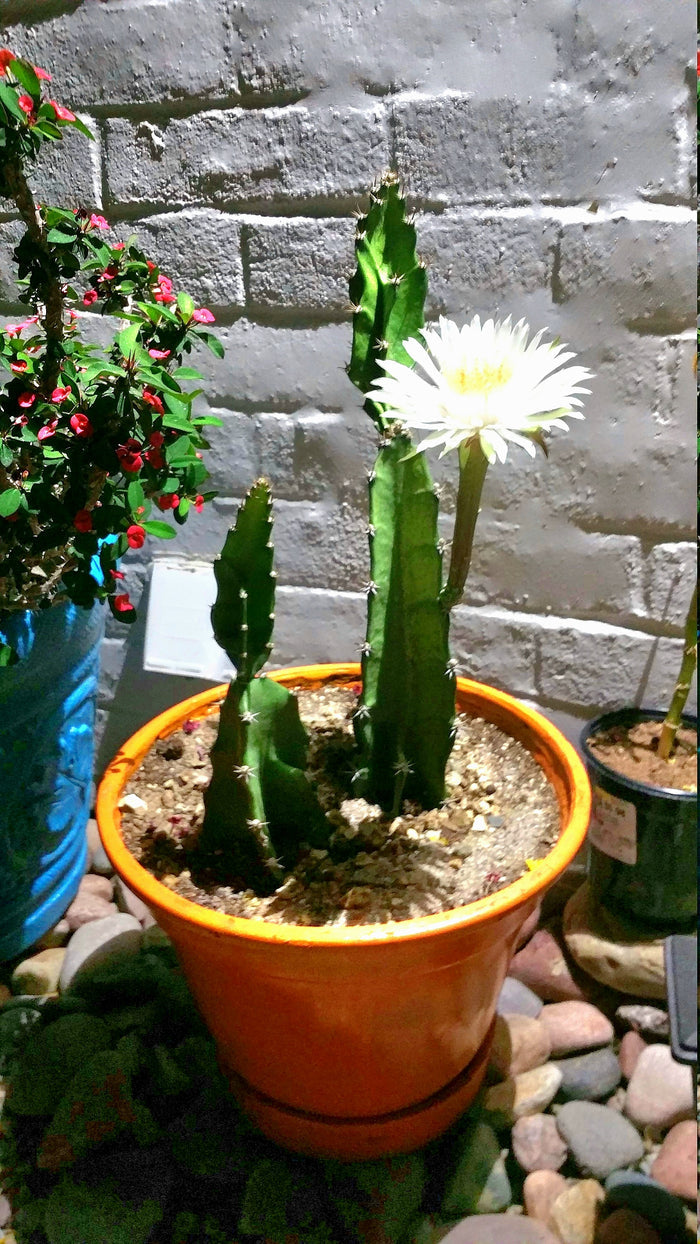Epiphyllum, Orchid Cactus, RARE, Moon Bloom, cactus flower, cactus, succulent