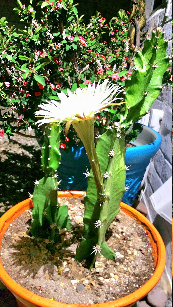 Epiphyllum, Orchid Cactus, RARE, Moon Bloom, cactus flower, cactus, succulent