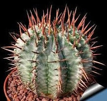 Euphorbia Horrida, Major Nova, cactus, succulent, live plant