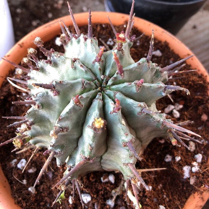 Euphorbia Horrida, Major Nova, cactus, succulent, live plant