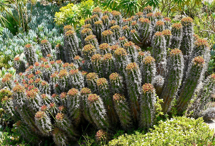Euphorbia Horrida, Major Nova, cactus, succulent, live plant