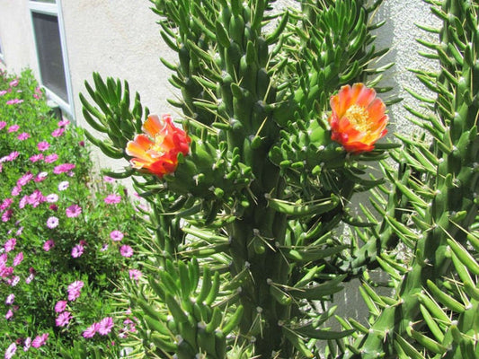 Eve's Pin, Austrocylindropuntia subulata,
