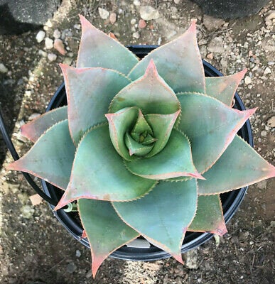 Ghost Aloe, Aloe Striata