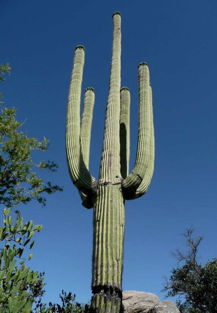 Giant Saguaro Cactus – Carnegiea gigantea Live Cactus Plant, Rare Columnar Succulent, Desert Totem, Drought-Tolerant