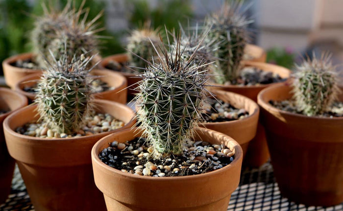 Giant Saguaro Cactus – Carnegiea gigantea Live Cactus Plant, Rare Columnar Succulent, Desert Totem, Drought-Tolerant