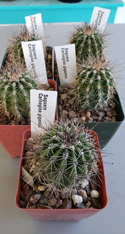 Giant Saguaro Cactus – Carnegiea gigantea Live Cactus Plant, Rare Columnar Succulent, Desert Totem, Drought-Tolerant