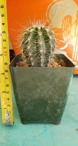 Giant Saguaro Cactus – Carnegiea gigantea Live Cactus Plant, Rare Columnar Succulent, Desert Totem, Drought-Tolerant