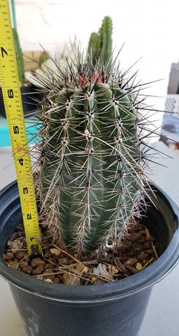 Giant Saguaro Cactus – Carnegiea gigantea Live Cactus Plant, Rare Columnar Succulent, Desert Totem, Drought-Tolerant