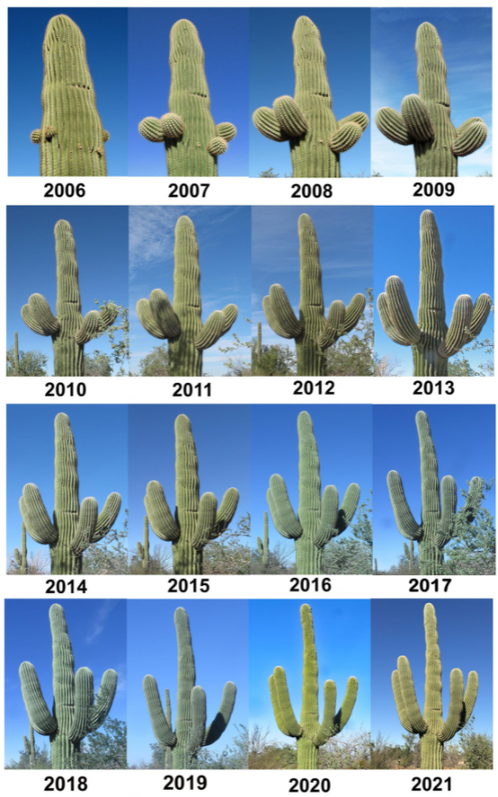 Giant Saguaro Cactus – Carnegiea gigantea Live Cactus Plant, Rare Columnar Succulent, Desert Totem, Drought-Tolerant