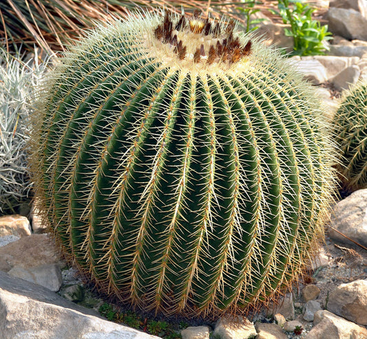 Golden Barrel Cactus – Echinocactus grusonii Live Succulent, Round Desert Cactus, Drought-Tolerant, Rare Landscape Plant
