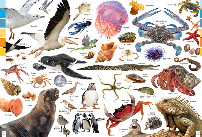 Habitats and the Animals Who Live in Them