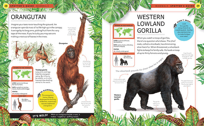 Jungle Animals