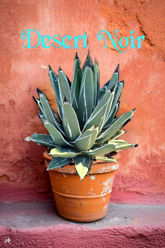 King Ferdinand Agave, King Of The Agave, Nickelsiae