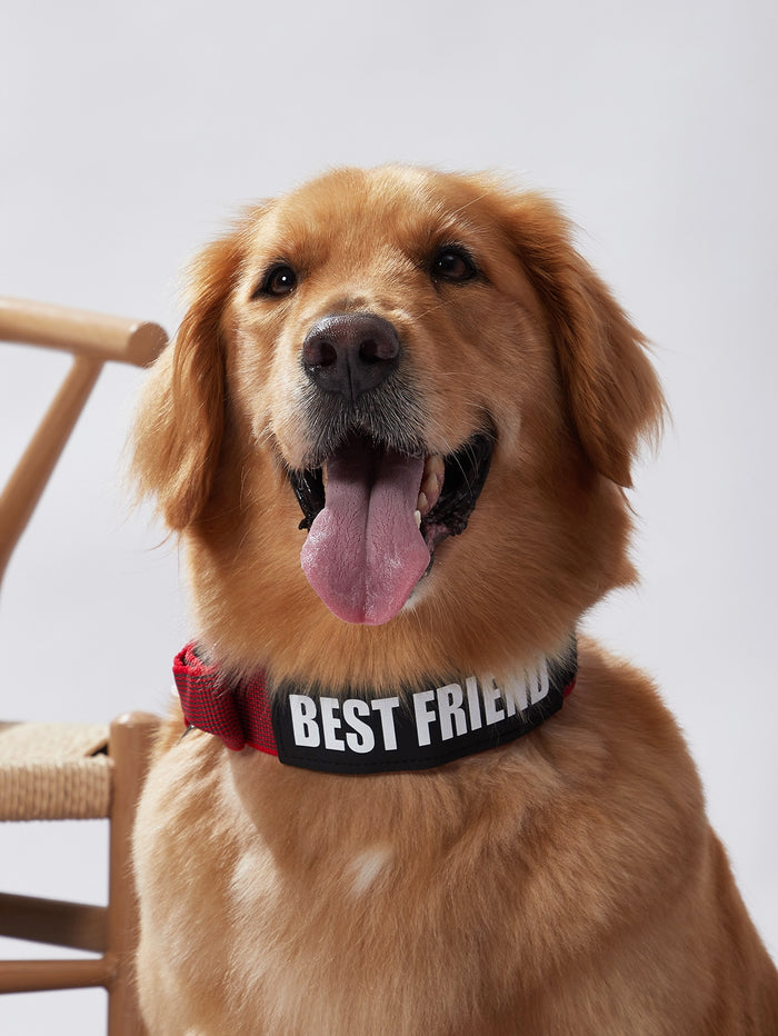 Letter Graphic Pet Collar - SAFICCO