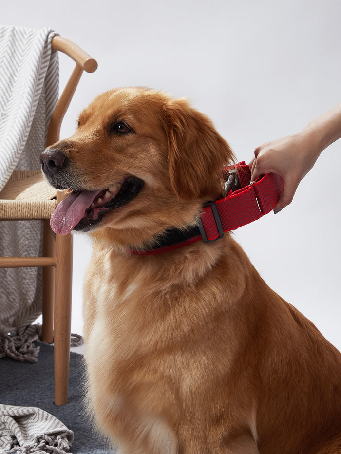 Letter Graphic Pet Collar - SAFICCO