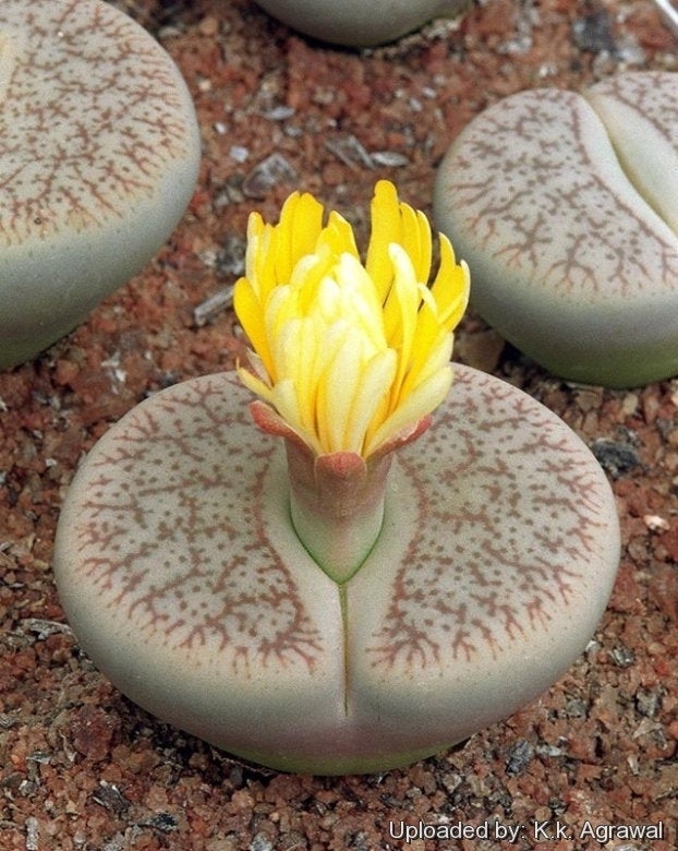 Lithops LIVE PLANT