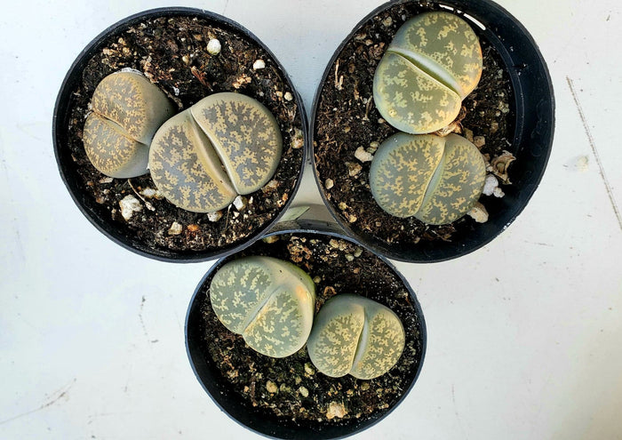 Lithops LIVE PLANT