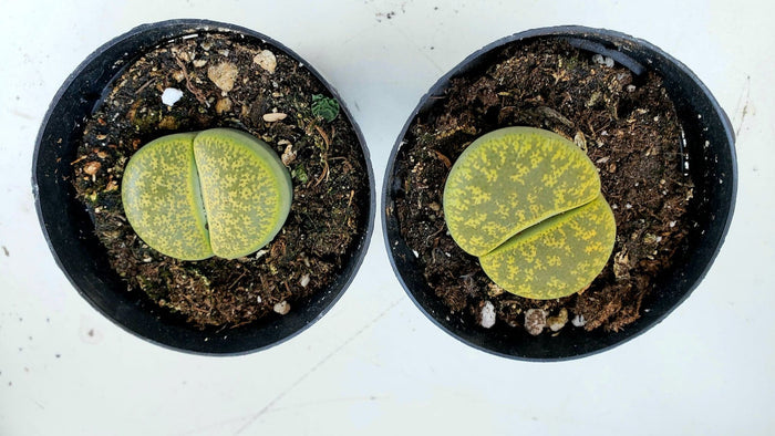 Lithops LIVE PLANT