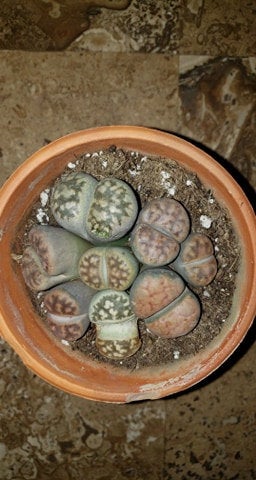 Lithops LIVE PLANT