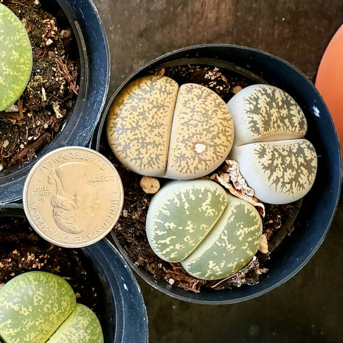 Lithops LIVE PLANT