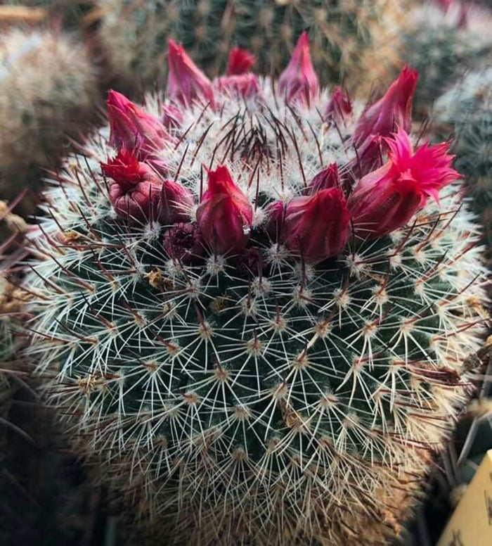 Mammillaria Apozolensis, Cactus, Succulent, Live Plant