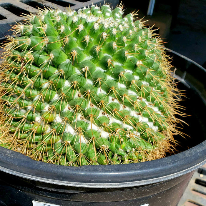 Mammillaria Apozolensis, Cactus, Succulent, Live Plant