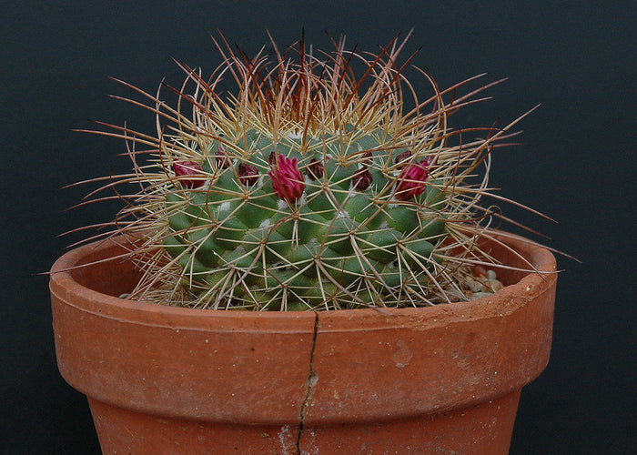 Mammillaria Apozolensis, Cactus, Succulent, Live Plant