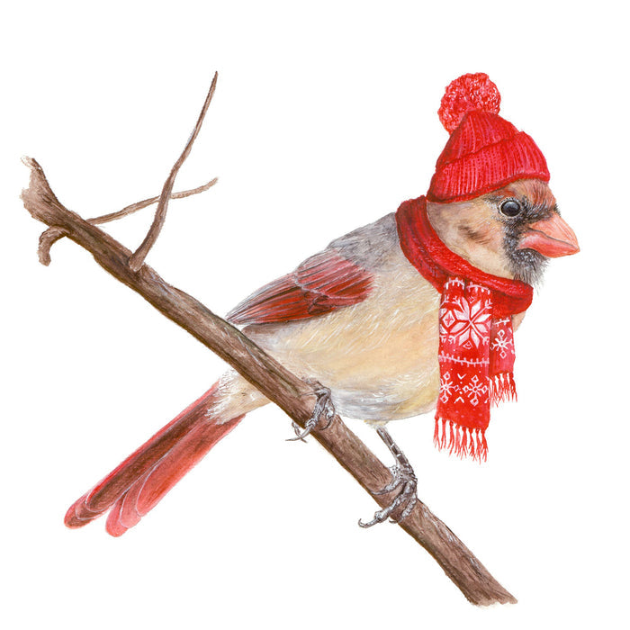 Northern Cardinal with Stocking Cap