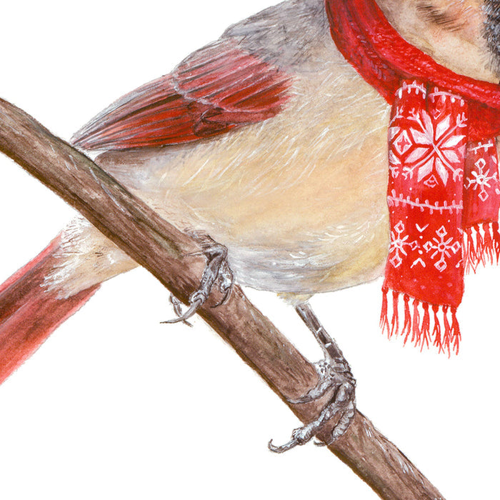 Northern Cardinal with Stocking Cap