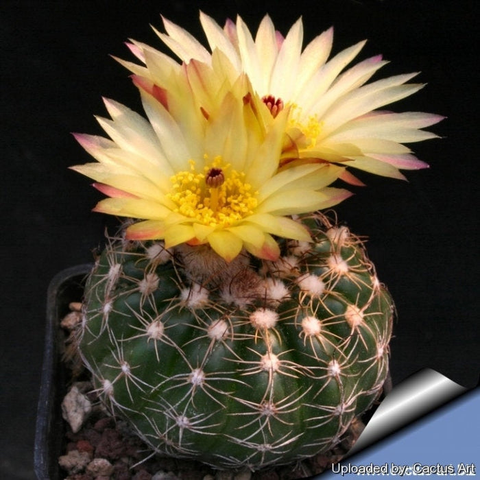 Notocactus Concinnus v Gerbalitoensis, Parodia concinna var. yerbalitoensis, Cactus, Succulent, Live Plant