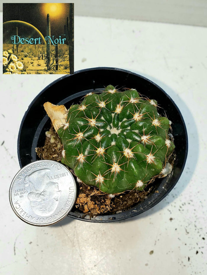 Notocactus Concinnus v Gerbalitoensis, Parodia concinna var. yerbalitoensis, Cactus, Succulent, Live Plant