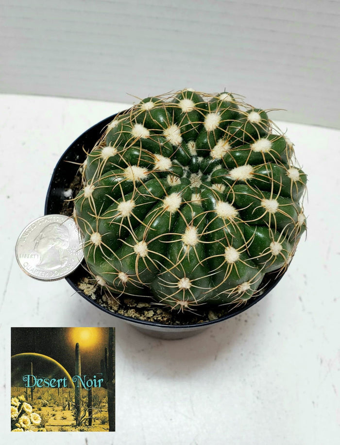 Notocactus Concinnus v Gerbalitoensis, Parodia concinna var. yerbalitoensis, Cactus, Succulent, Live Plant