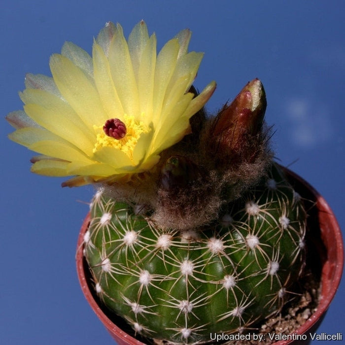 Notocactus Concinnus v Gerbalitoensis, Parodia concinna var. yerbalitoensis, Cactus, Succulent, Live Plant
