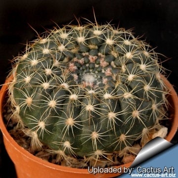Notocactus Concinnus v Gerbalitoensis, Parodia concinna var. yerbalitoensis, Cactus, Succulent, Live Plant