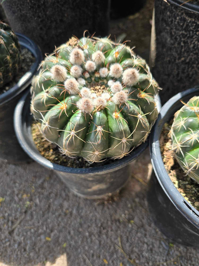 Notocactus Concinnus v Gerbalitoensis, Parodia concinna var. yerbalitoensis, Cactus, Succulent, Live Plant
