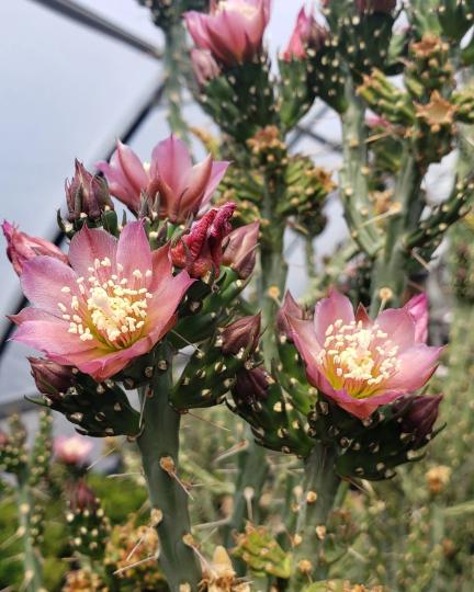 Pencil Cholla, Cylindropuntia ramosissima, cactus, succulent