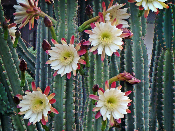 Peruvian Apple Cactus, Cereus Repandus, Cactus, Succulent, Live plant