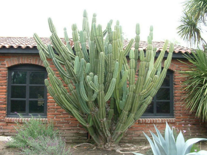 Peruvian Apple Cactus, Cereus Repandus, Cactus, Succulent, Live plant