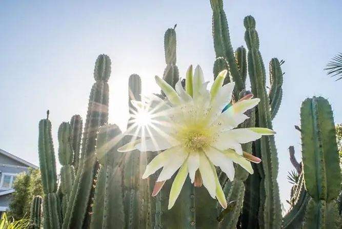 Peruvian Apple Cactus, Cereus Repandus, Cactus, Succulent, Live plant