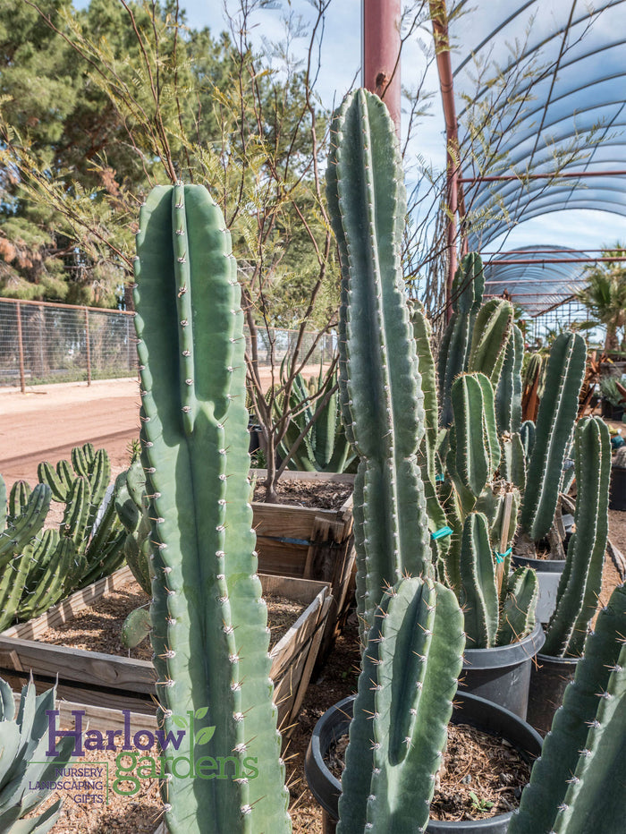 Peruvian Apple Cactus, Cereus Repandus, Cactus, Succulent, Live plant