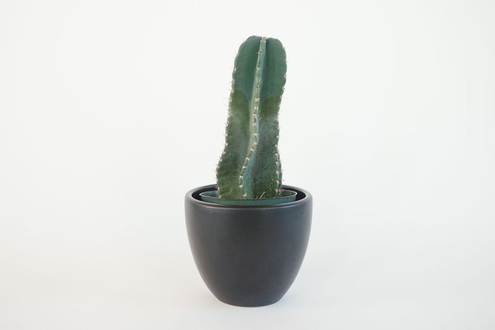 Peruvian Apple Cactus, Cereus Repandus, Cactus, Succulent, Live plant